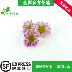 新鲜斑纹菊 鲁尼菊小雏菊 西餐酒店摆盘装饰鲜花草蛋糕烘焙点缀花