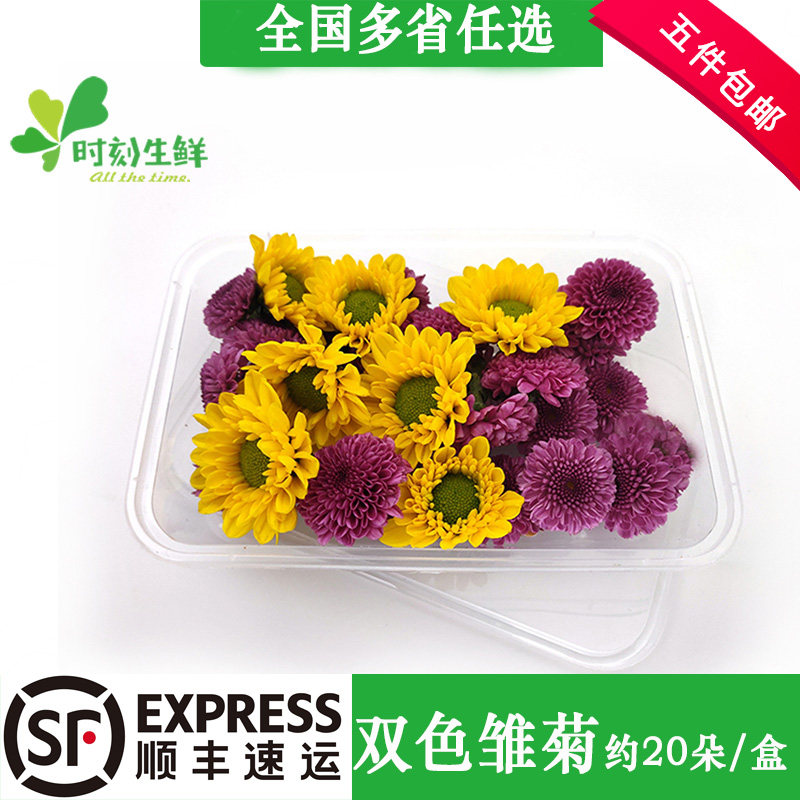 小雏菊新鲜彩菊食用花 鲜花草小菊花 酒店摆盘装饰