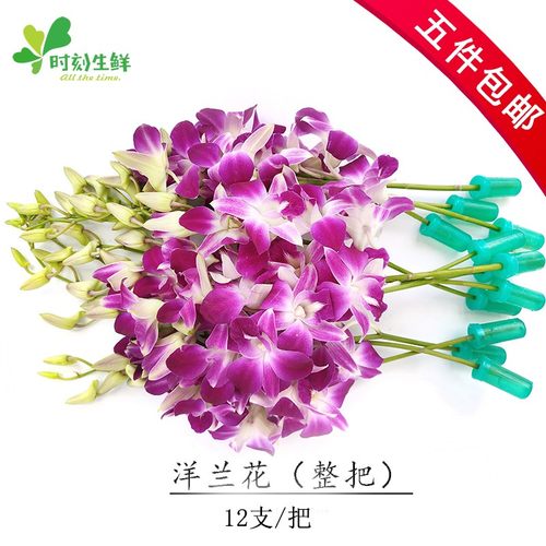 洋兰花新鲜泰国鲜花花朵酒店插花