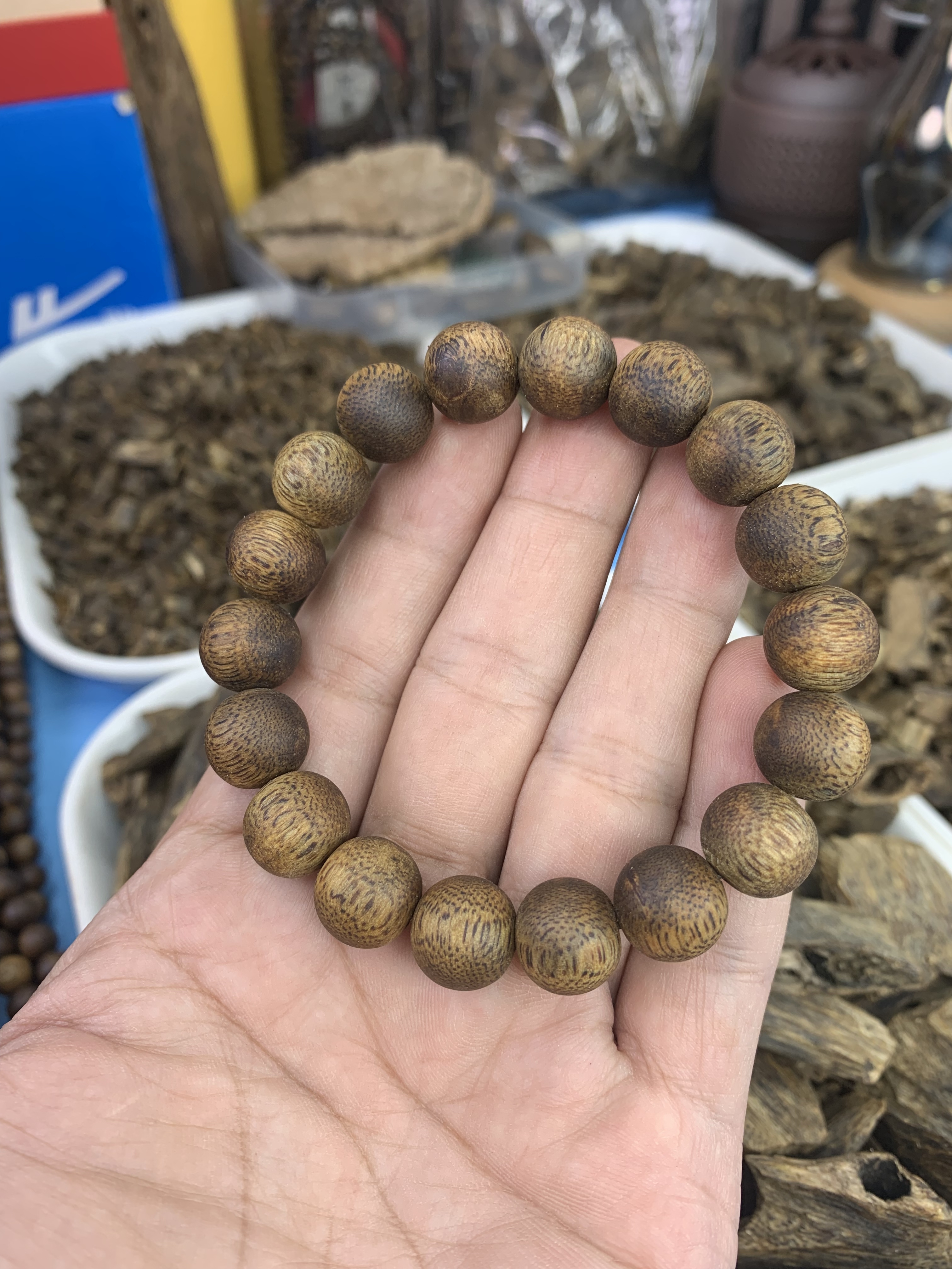 种植棋楠沉香1.2单圈99沉