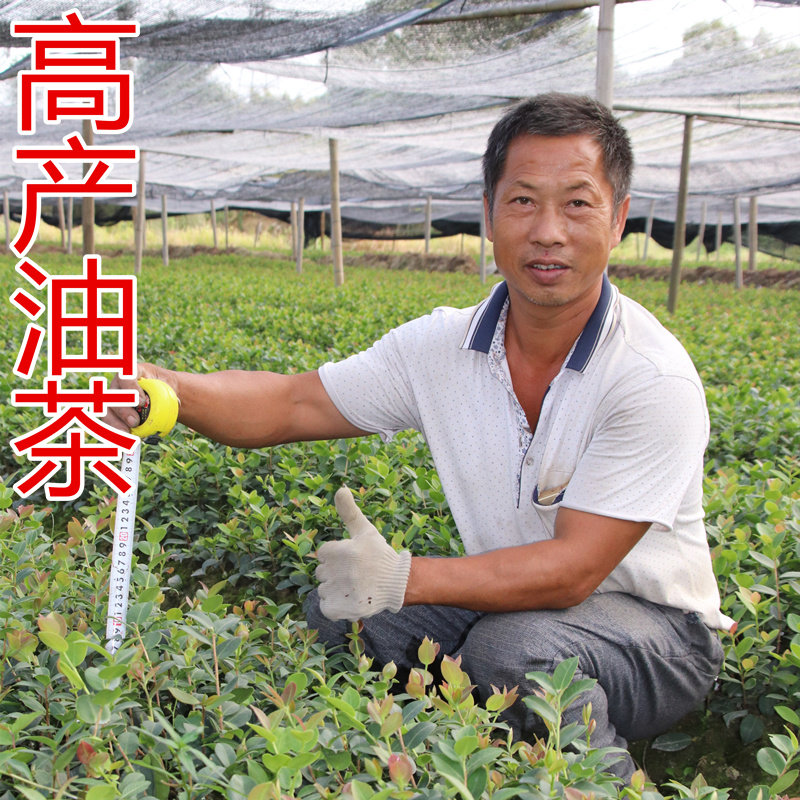50颗正宗山茶油批发江西高产嫁接长林系南方种茶苗嫁接油茶树苗
