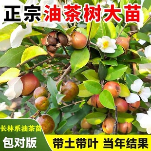 油茶苗茶子树高产嫁接油茶苗出油率高白花茶油树苗南方皮薄大小果