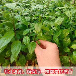 天冬苗岗梅苗黄精苗药材苗南北可种植四季种植根系发达