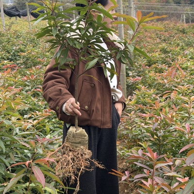 【优质壮苗】木荷树苗常绿乔木防火林带专用树苗树苗健壮量大从优