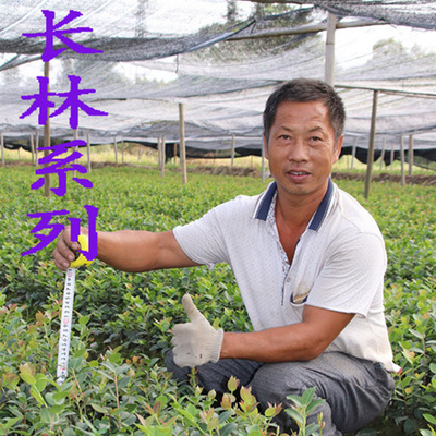 一件50颗高产嫁接油茶苗茶籽树苗皮薄籽大出油率高包成活现挖现发