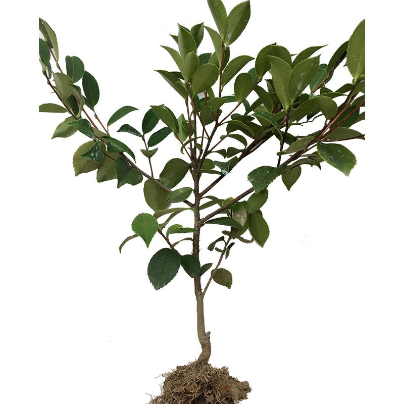50颗正宗江西高产嫁接长林系南方种茶苗杂交油茶树苗