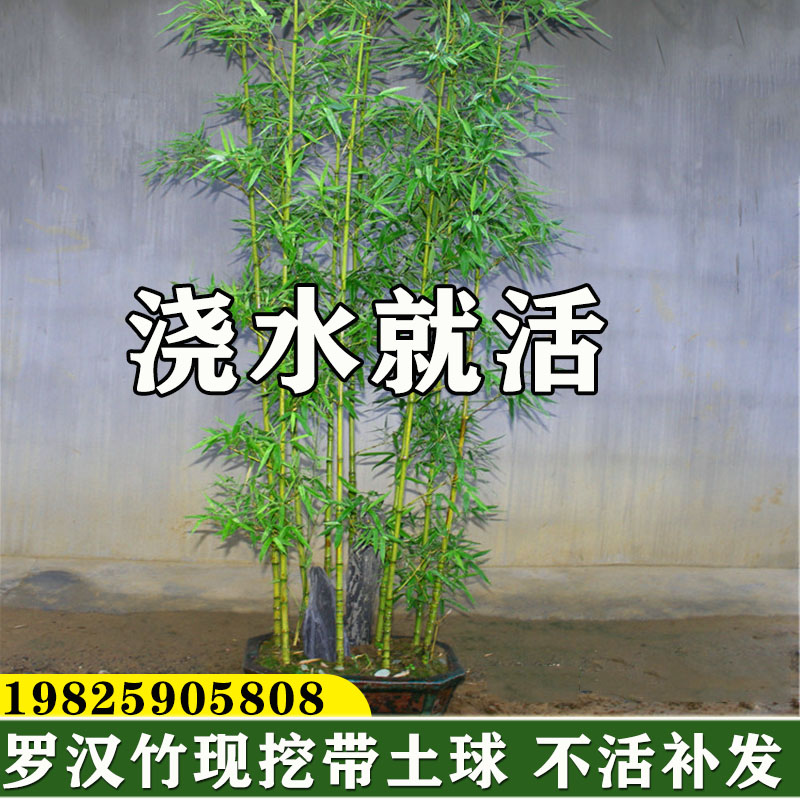 罗汉竹苗四季青盆栽竹子庭院植物