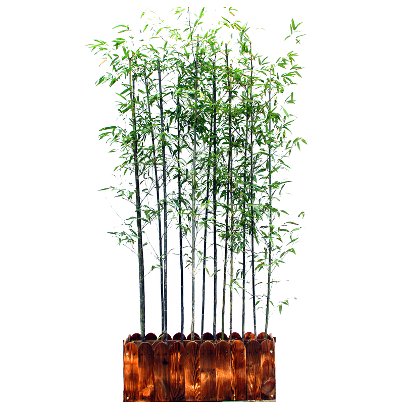 四季常青名贵紫竹苗竹子苗庭院户外耐寒竹苗景观竹黑竹盆栽观赏竹