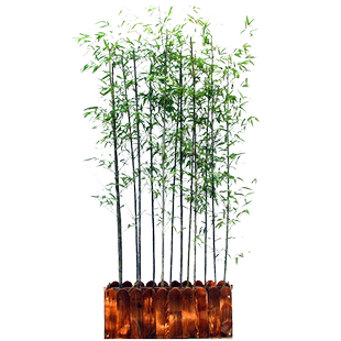 竹子苗庭院四季常青北方耐寒大型观赏紫竹苗盆栽罗汉竹黄金镶玉竹