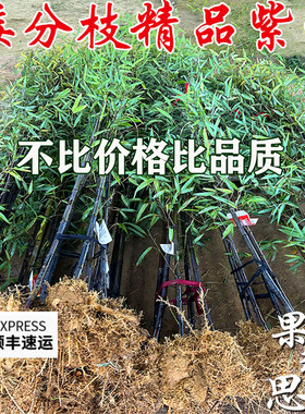 矮分枝名贵紫竹苗竹子苗庭院户外耐寒景观竹黑竹子盆栽四季观赏竹