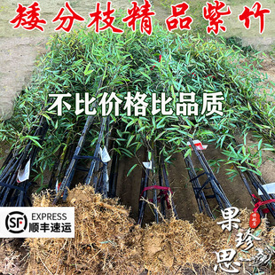 矮分枝名贵紫竹苗竹子苗庭院户外耐寒景观竹黑竹子盆栽四季观赏竹