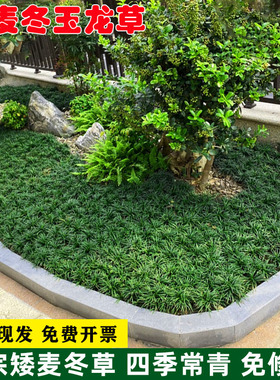 日本矮麦冬草玉龙草庭院草坪绿化地被植物细叶金边耐寒小麦冬草苗