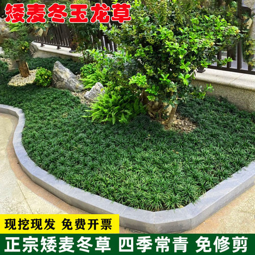 正宗长不高矮麦冬草玉龙草免修剪