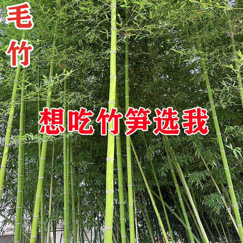 吃笋竹子大型毛竹苗楠竹苗四季常青耐寒竹子苗庭院食用竹苗刚竹苗