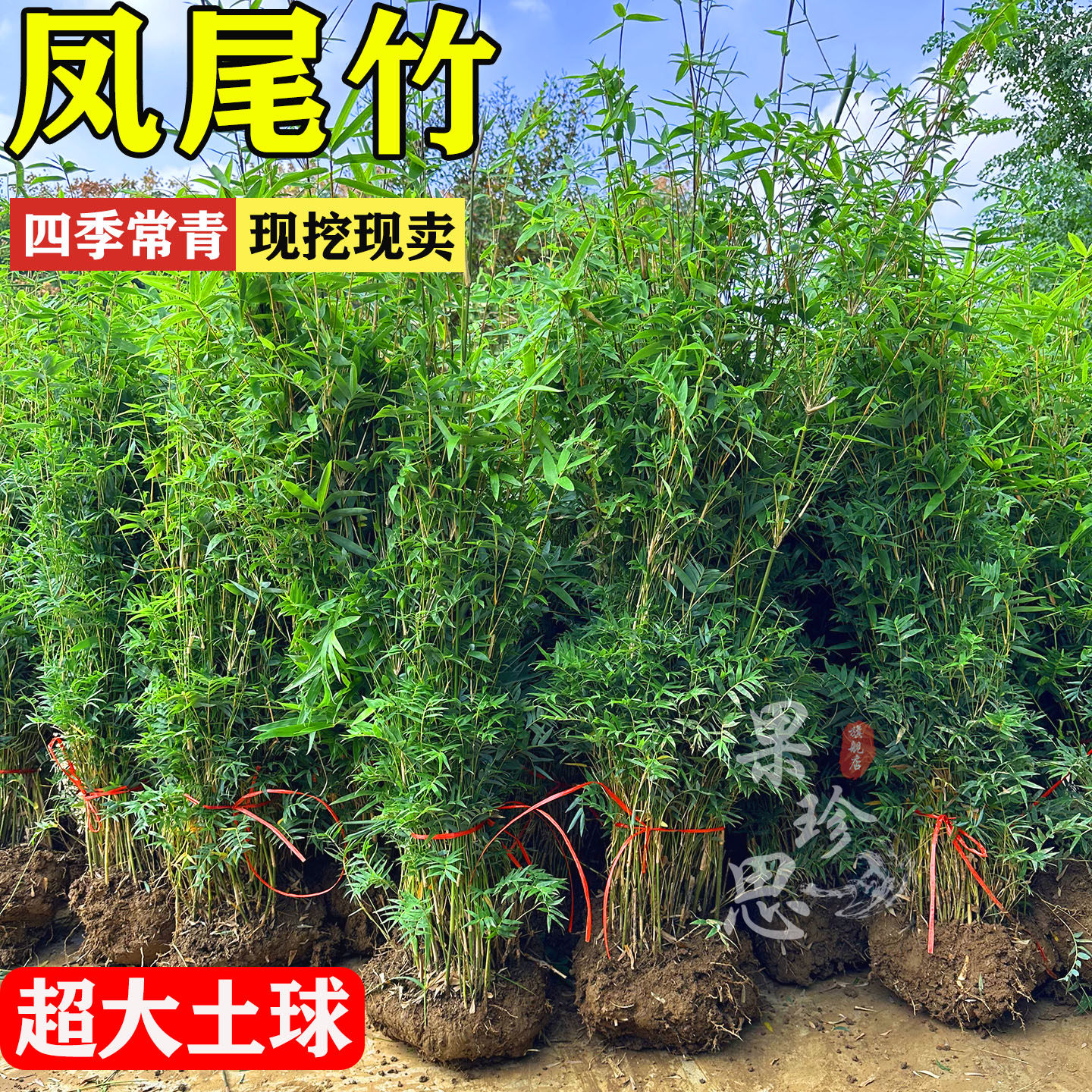 凤尾竹米竹庭院阳台四季常青植物