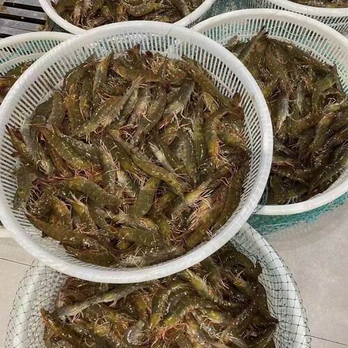 3斤净重青岛海捕对虾一斤15-19只左右到手50只左右