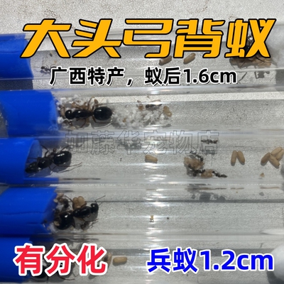 大头弓背蚁广西稀有品种，热卖中