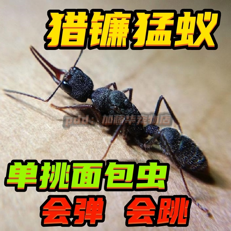 猎镰猛蚁新后群热卖中~