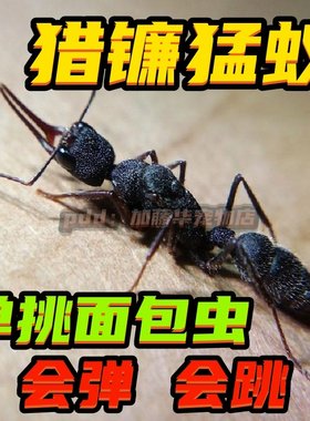 猎镰猛蚁新后群热卖中~