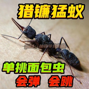 猎镰猛蚁蚂蚁活体蚁蚁后活蚂蚁收获蚁大头蚁蚁巢弓背蚁蚂蚁工坊