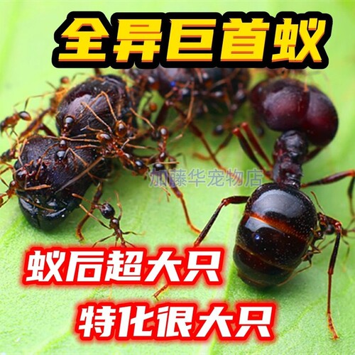 全异巨首蚁宠物蚂蚁活体宠物