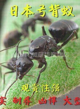 日本弓背蚁强后热卖中