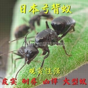 日本弓背蚁蚂蚁活体蚁后宠物蚁后蚂蚁巢弓背蚁铺道蚁收获蚁新后