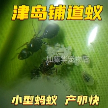 草地铺道蚁蚂蚁宠物异宠大头巨首蚁蚁后日本弓背蚁收获蚁包邮蚁巢