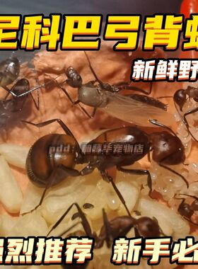 2024尼科巴弓背蚁新后群大头蚁收获蚁3D蚁巢切叶蚁猛蚁巨首蚁观察