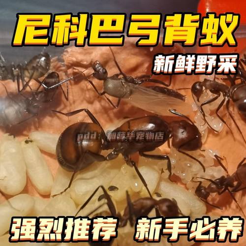 2026尼科巴弓背蚁新群野采新后