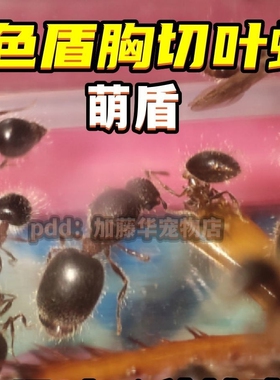 二色盾胸切叶蚁萌盾日本弓背蚁收获蚁伊大头蚁巢宠物猎镰猛蚁包邮