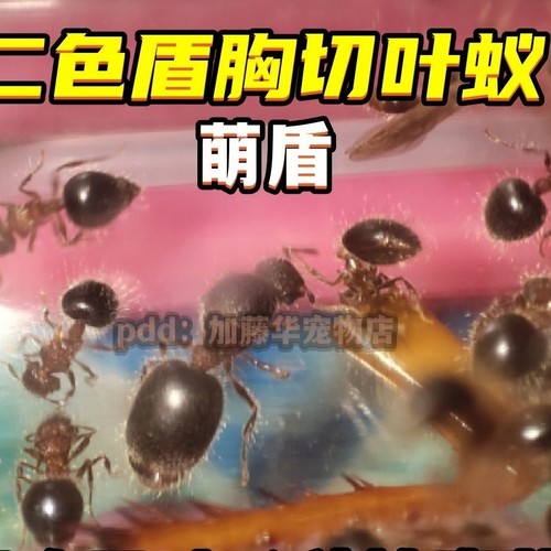 二色盾胸切叶蚁新蚁后群热卖中