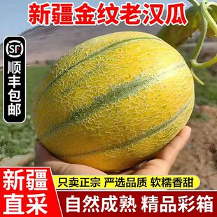 【新疆直发顺丰】正宗新疆金纹老汉瓜新鲜水果现摘绵甜网纹哈密瓜