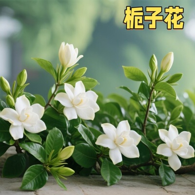 浓香四季栀子花树苗园林绿化
