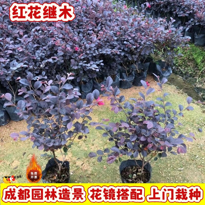 红花继木苗四季红叶庭院绿植盆景