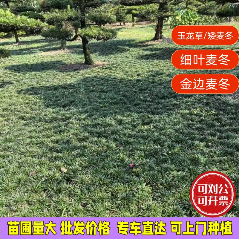 玉龙草矮麦冬草坪常绿金边麦冬图片