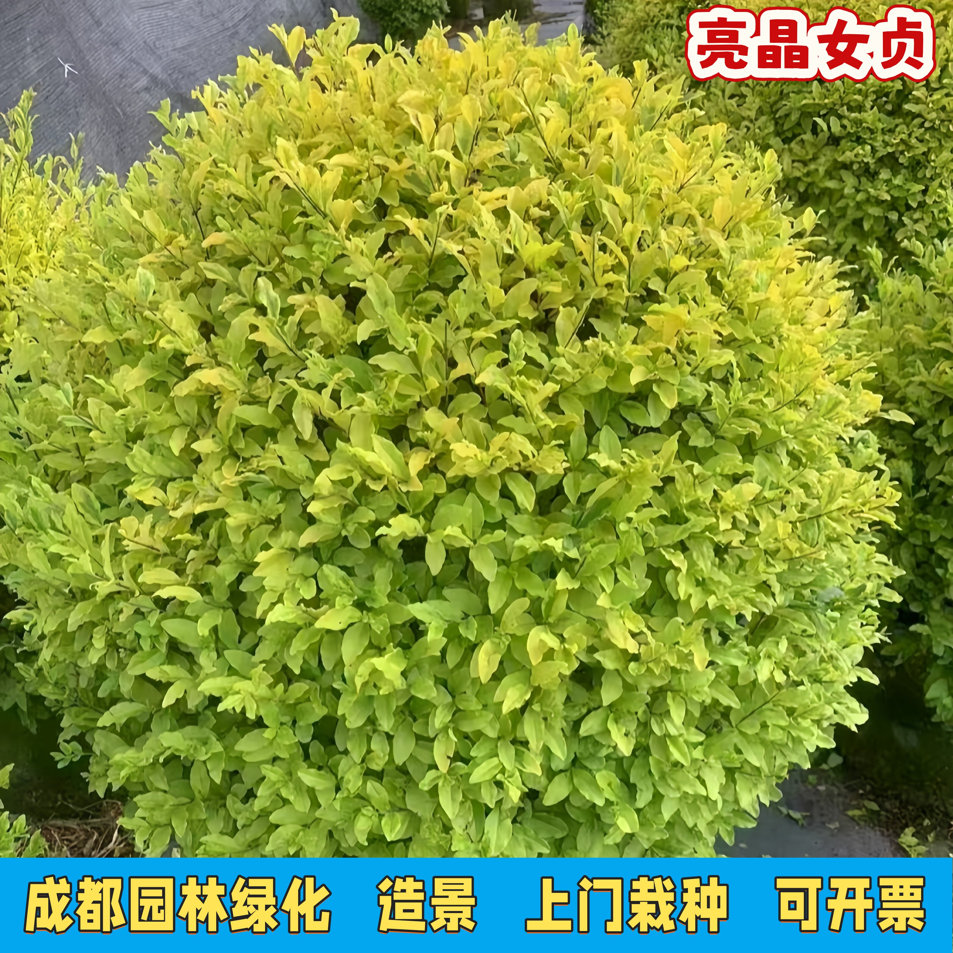 亮金女贞棒棒糖树苗耐寒四季常青