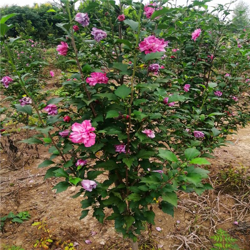 庭院木槿花树苗围墙围栏绿篱笆四季D种植耐寒灌木工程绿化花开百