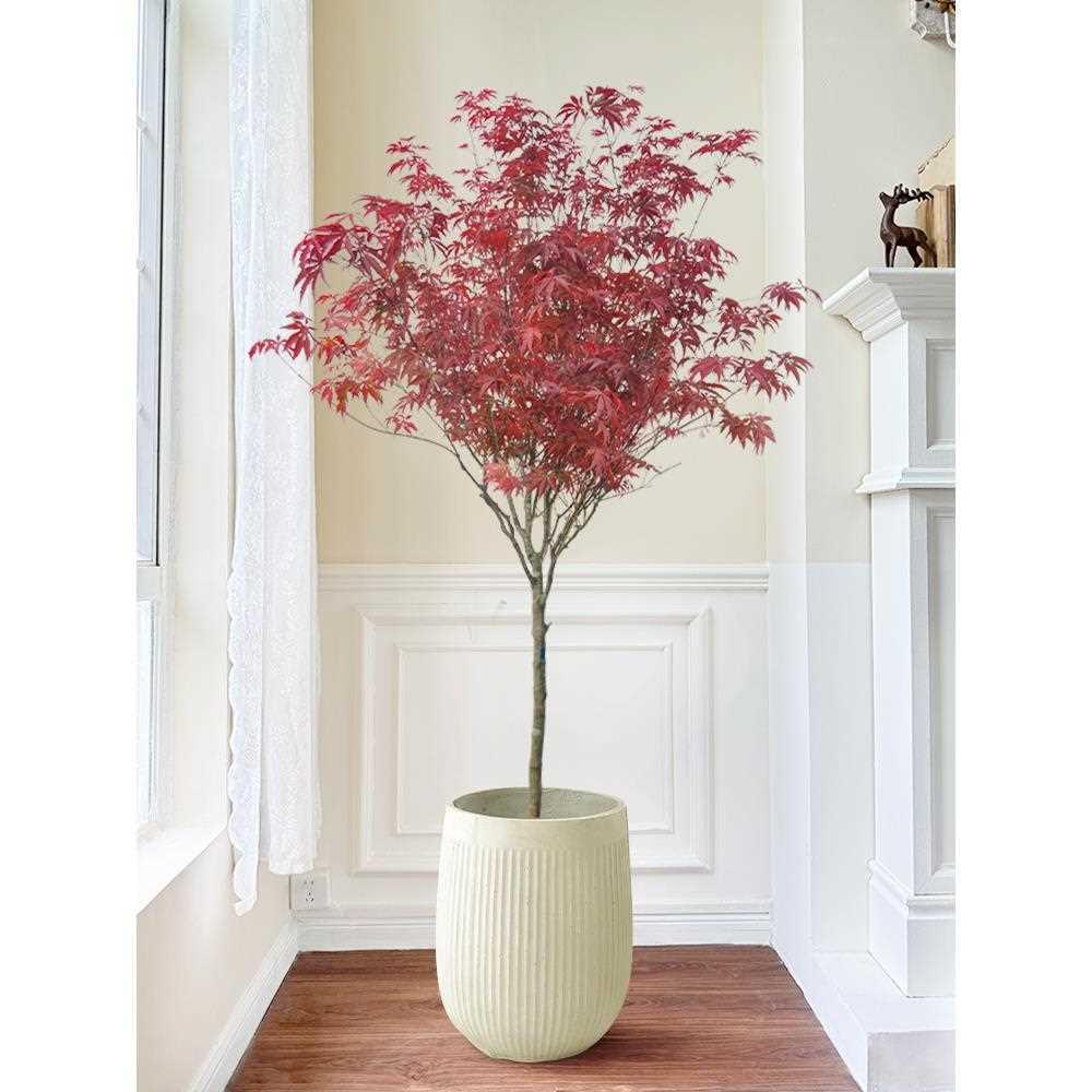 红枫树绿植室内大型落地观叶植物中国红室外别墅庭院地栽枫树盆栽