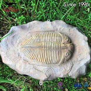仿真三叶虫化石骨架玻璃钢树脂材质制作恐龙化石模型厂家