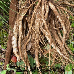 云南野生马刺根 马刺蓟 大蓟 山萝卜恶鸡婆新鲜当季疏菜 全国包邮