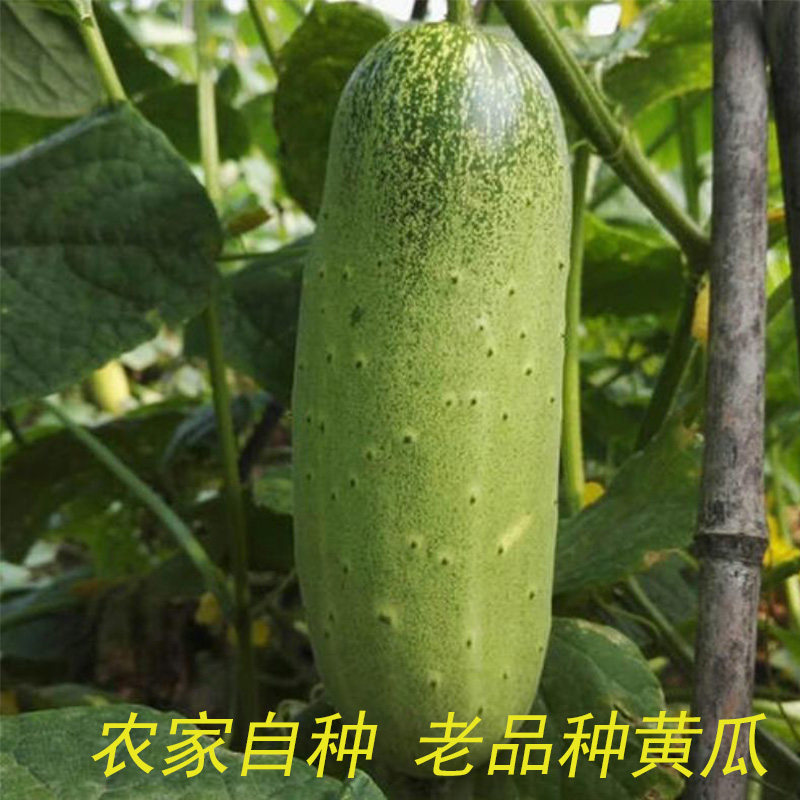 黄瓜新鲜蔬菜黄瓜老品种黄瓜 白玉黄瓜 非刺黄瓜佛手瓜下单现摘