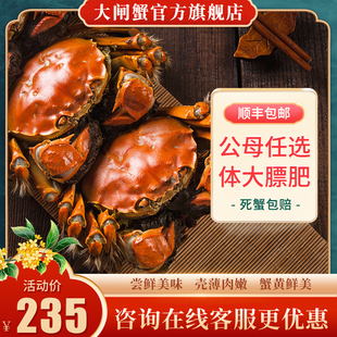 活蟹10只装 精选洪泽湖大闸蟹母2.5两公3.5两现货鲜活螃蟹河蟹礼盒