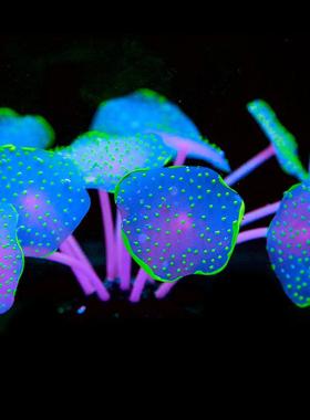 11 Leaves Silicone Luminous Artificial Plants Aquarium Coral