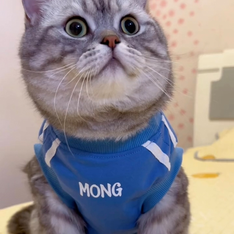 猫咪夏天防掉毛背心金渐层布偶猫英短蓝猫小型犬狗狗夏季薄款衣服