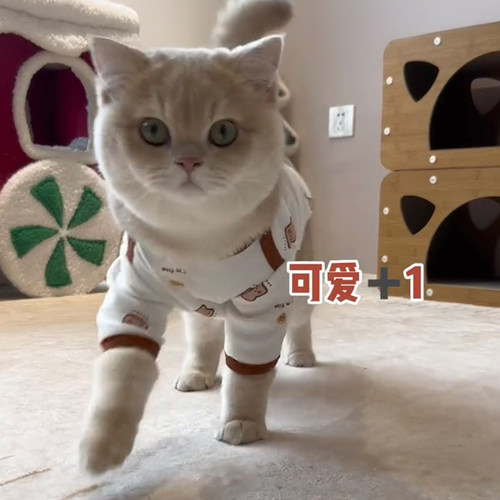 猫咪春秋衣服防掉毛打底衫可爱家居服金渐层布偶猫英短秋季家居服
