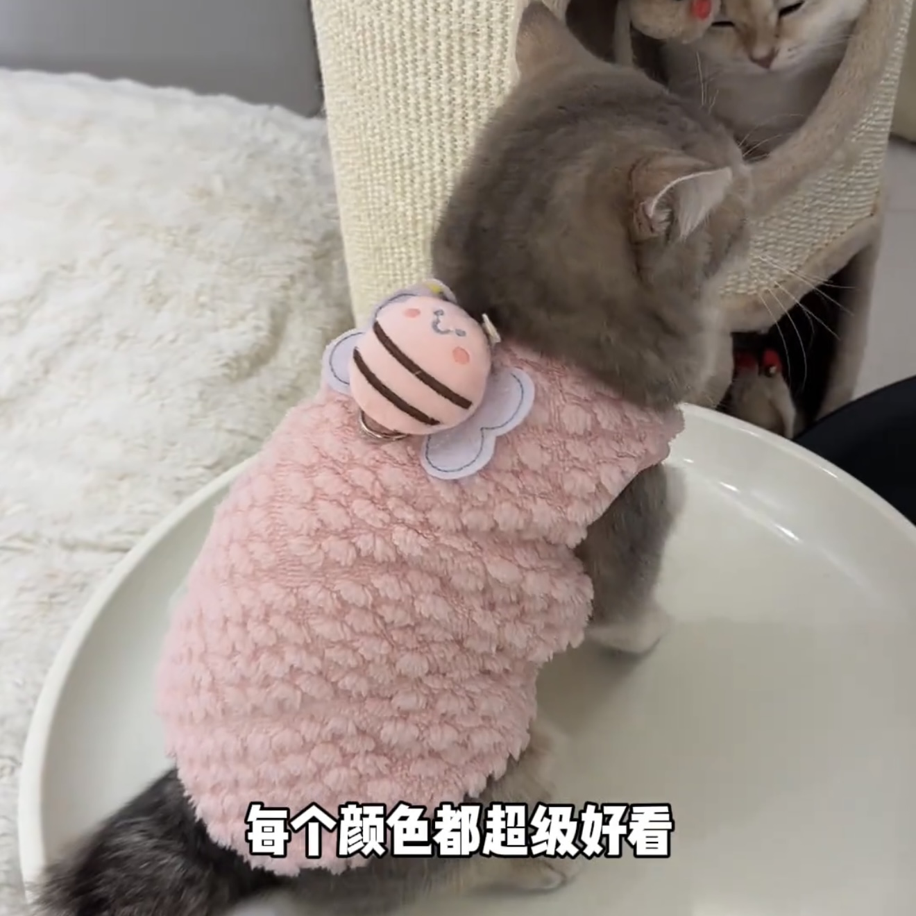 宠物猫咪防掉毛衣服秋冬装可爱加绒保暖冬天服饰狗狗银渐层布偶猫