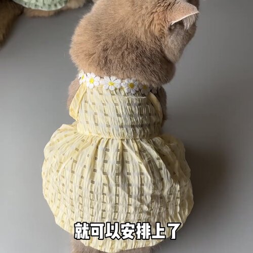 猫咪夏天衣服小裙子防掉毛可爱ins金渐层布偶猫英短夏季吊带裙子