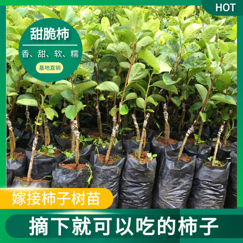日本太秋柿子苗树嫁接盆栽带土