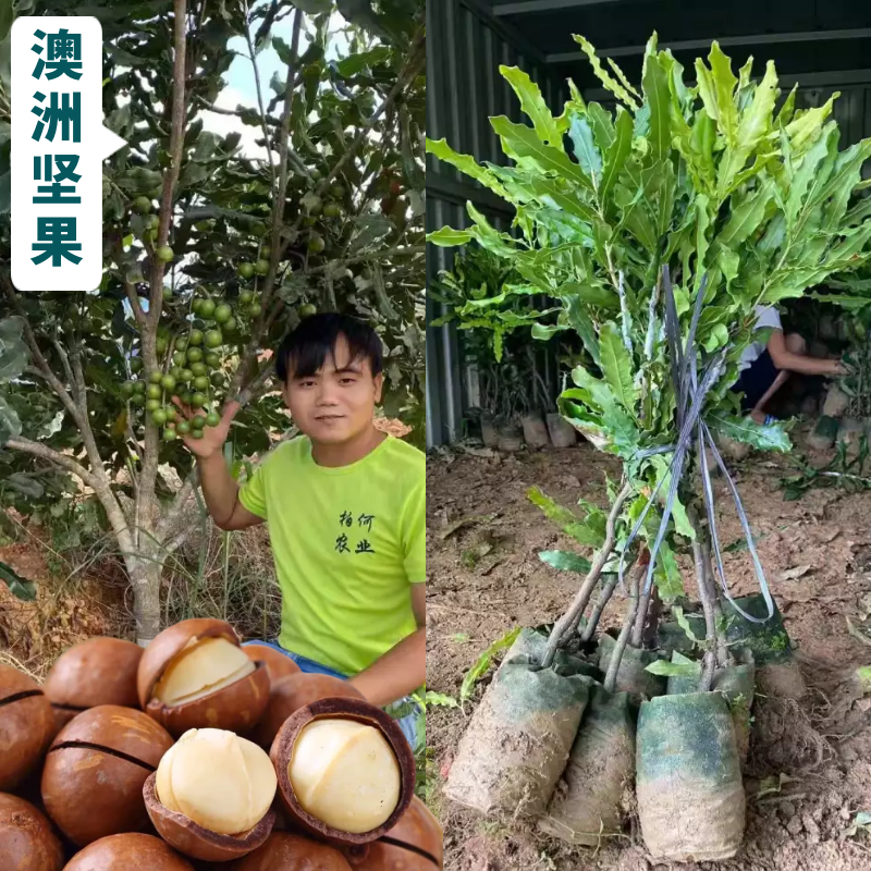 夏威夷果树果苗澳洲坚果苗嫁接澳洲坚果树苗桂热一号热带果苗带土